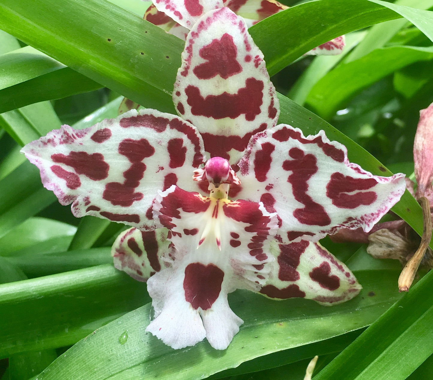 Largeara (Lgra.) Angel Baby with Black Ecopot (Retail only)