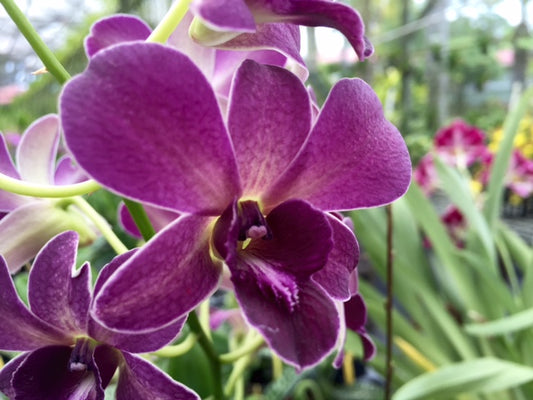 Den. Meyteo x Halawa with Green Eco Pot