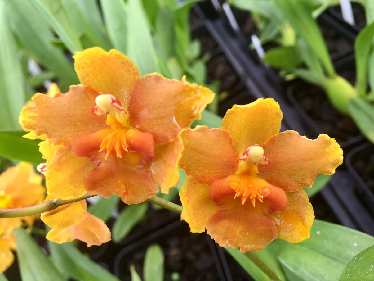 Burr. Sunkissed 'Buttercup'- Blooming size – Kalapana Orchid Farm