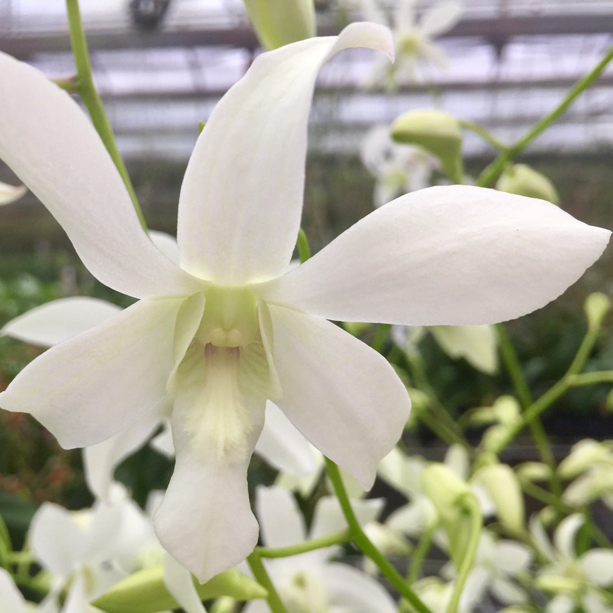 Den. Jaquelyn Thomas 'Uniwai Mist'