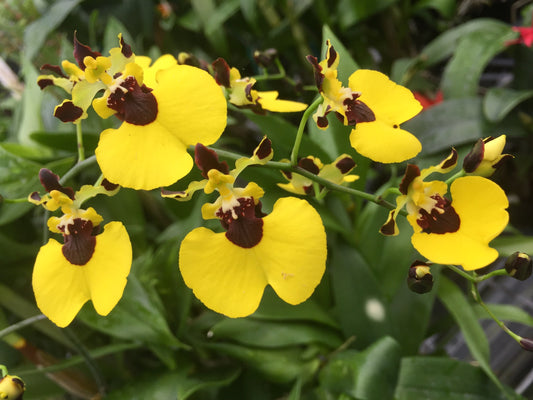 Onc. Alosuka 'Claire'