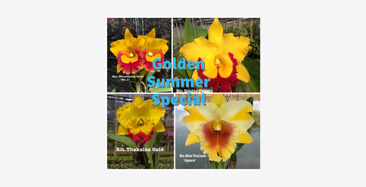 Golden Summer Cattleya Special- 24 plants  Non Bloom