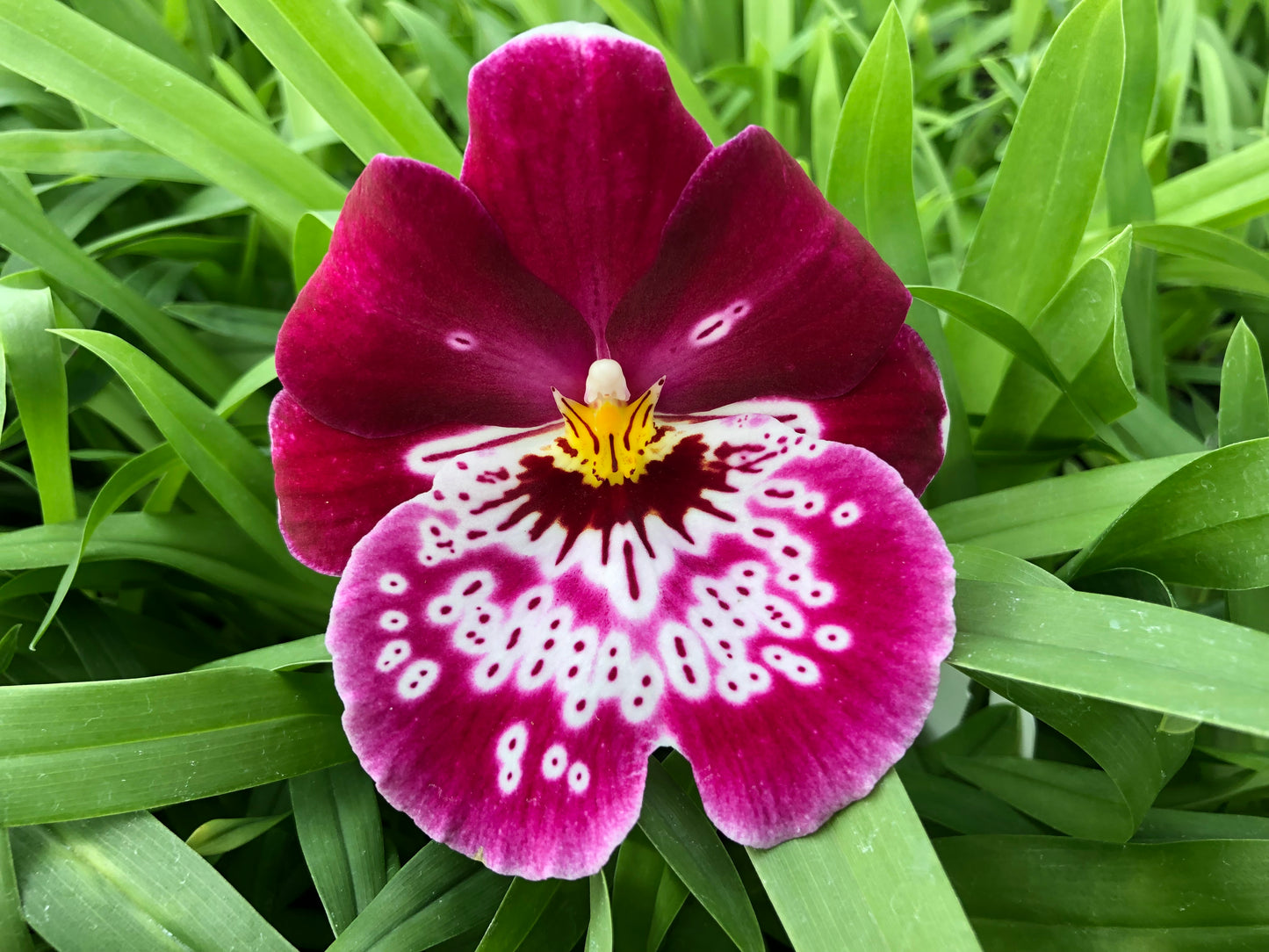 Assorted Miltoniopsis with Pink Eco Pot included