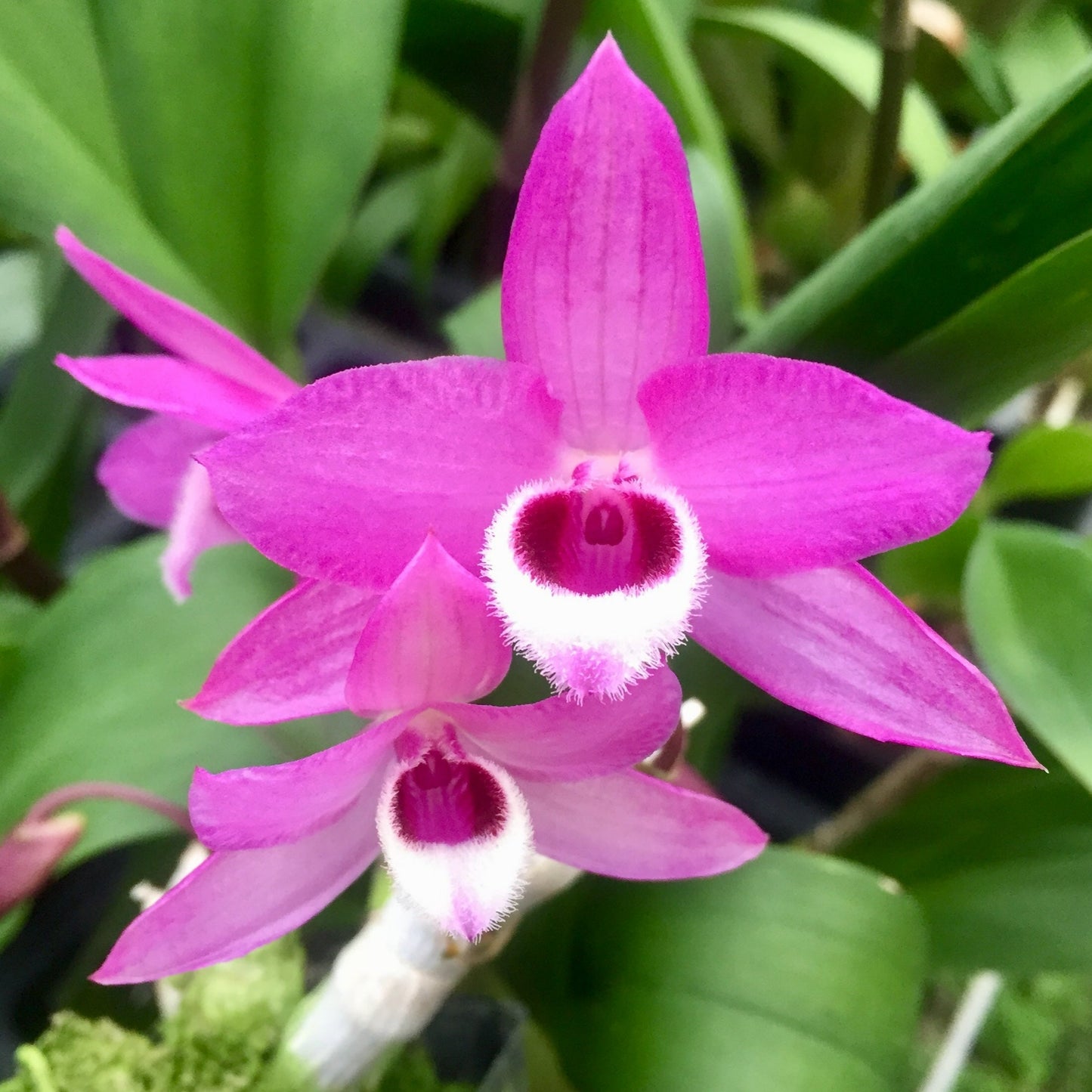 Den. parishii fma. Petaloid x Hsinying Sweetscent 'W-3'- Blooming Size