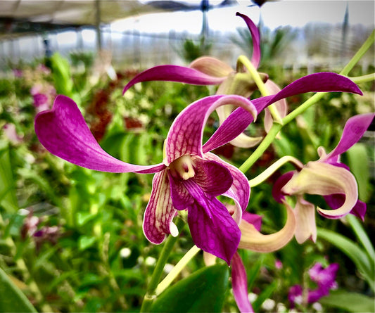 Den. Flamingo Gardens- Blooming Size
