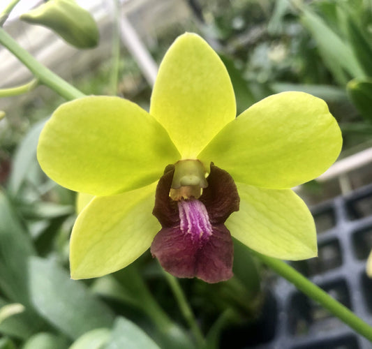 Den. Everlasting Love