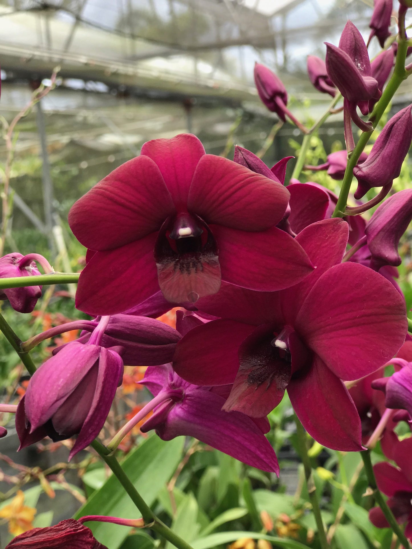 Den. Velvet Melody 'Winter Wine' with a Black Eco Pot for Retail Orders