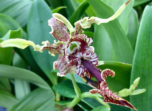 Den. spectabile 'Shorty x Hoosier'- Blooming Size