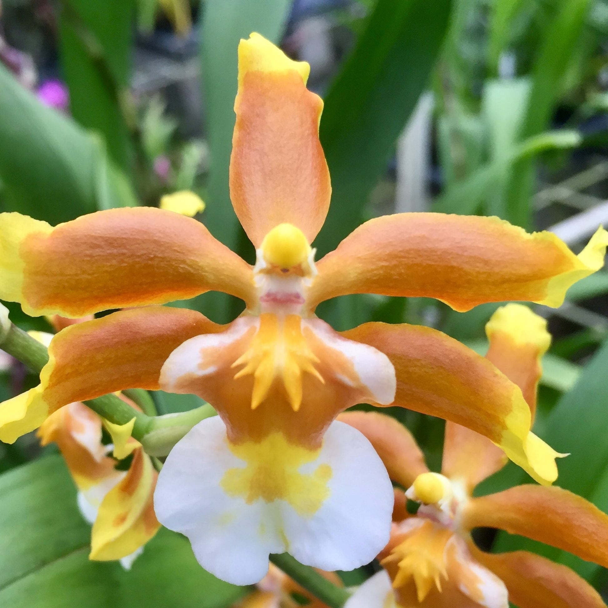 Maskalarda rus gey porno Xotinimning tangali surati