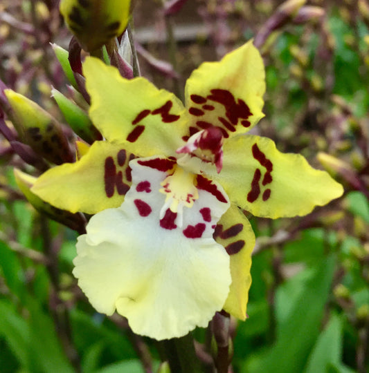 Onc. Wildcat 'White Fairy'