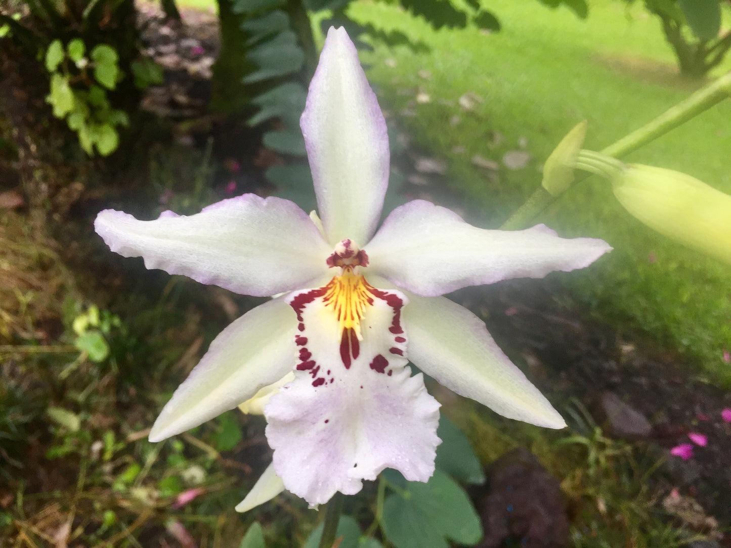 Bllra. Ysabella 'Lunar Eclipse'- Blooming Size