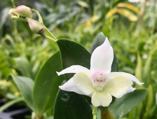 Den. Charlotte's Web with Red Ecopot