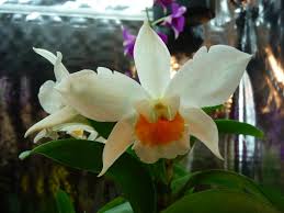 Den. Judith Nakayama- Non Bloom