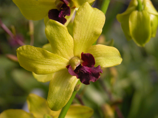 Den. Thongchai Gold 'Kanokporn' with Yellow Ecopot (retail