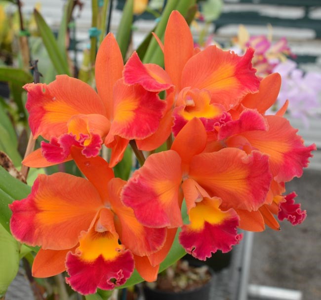 Lc. Aussie Sunset 'Cosmic Fire' x Lc. Spring Fires 'Lynette #3'- Non Bloom