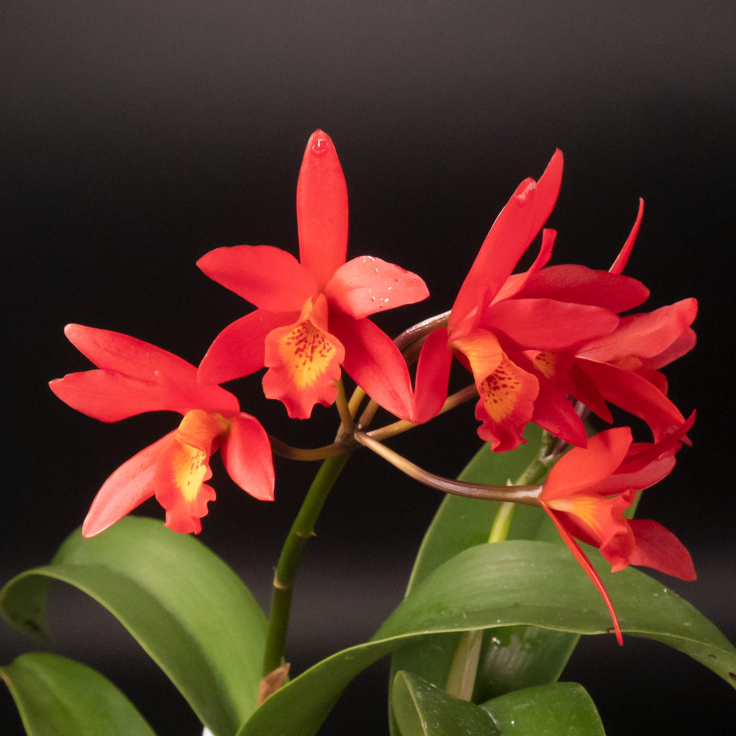 Kalapana Tropicals Orchid Club - 5 plants