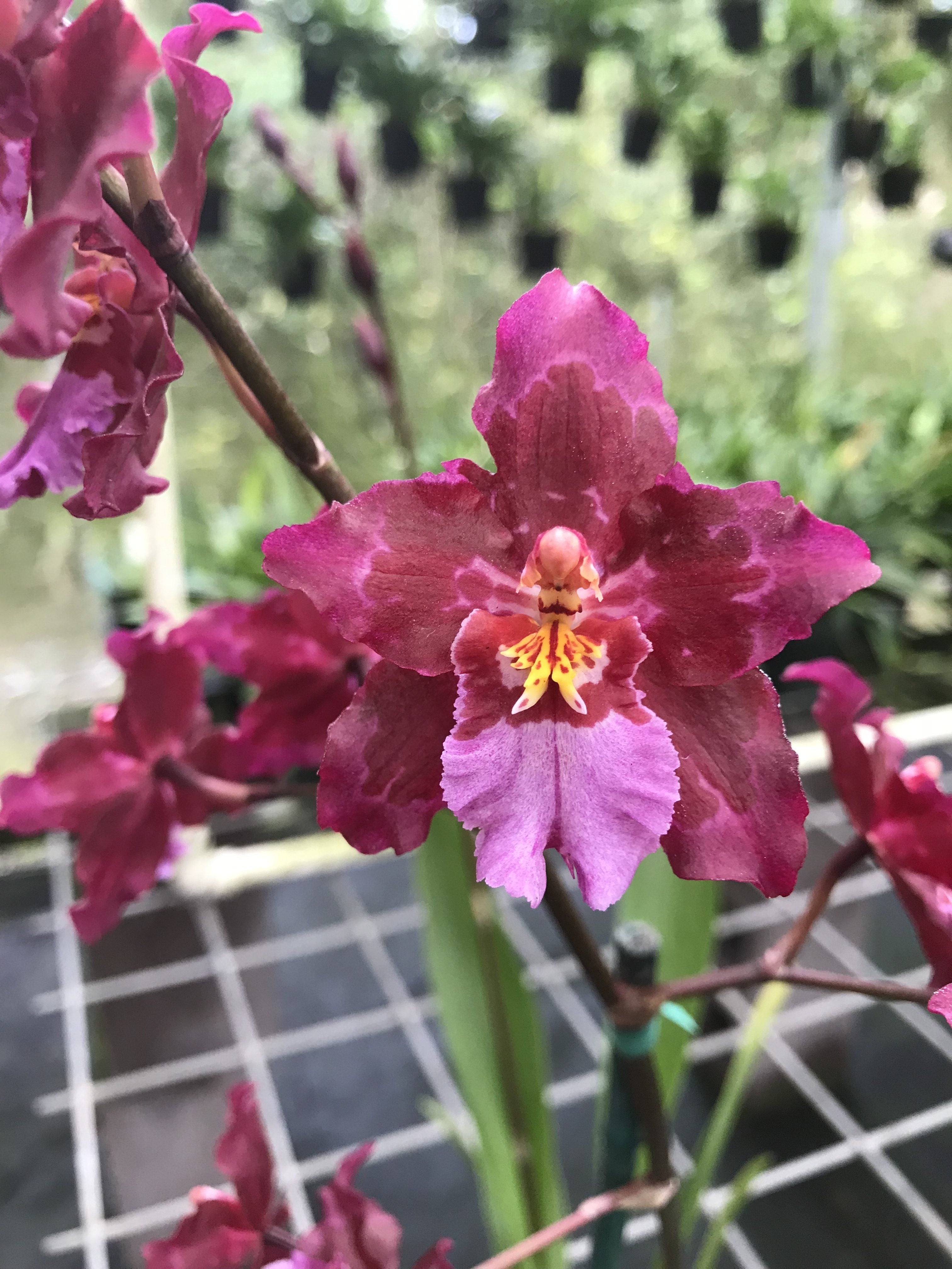 Wils. Lisa Devoe 'Burgundy' AM/AOS – Kalapana Orchid Farm