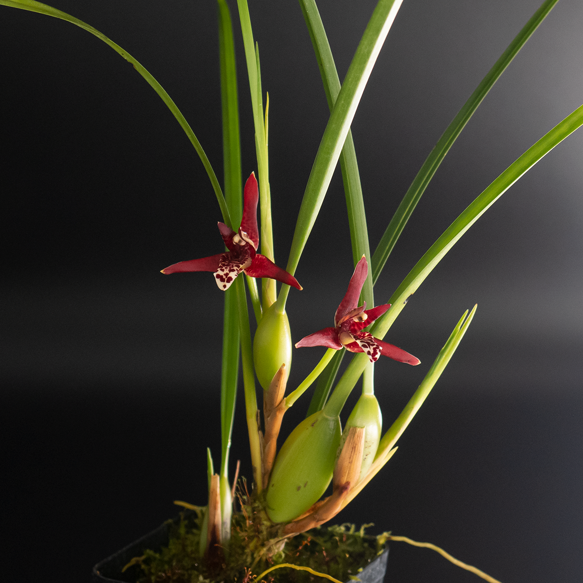 Max. tenuifolia – Kalapana Orchid Farm