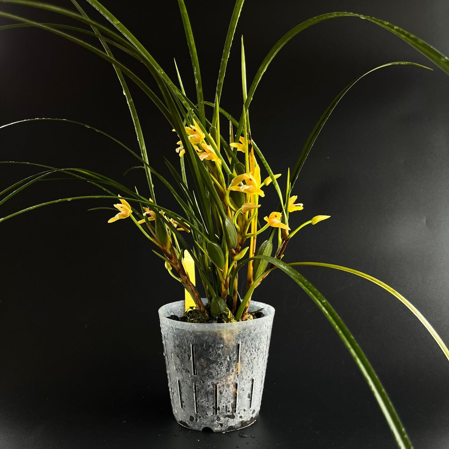 Maxillaria tenuifolia 'Yamada' AM/AOS