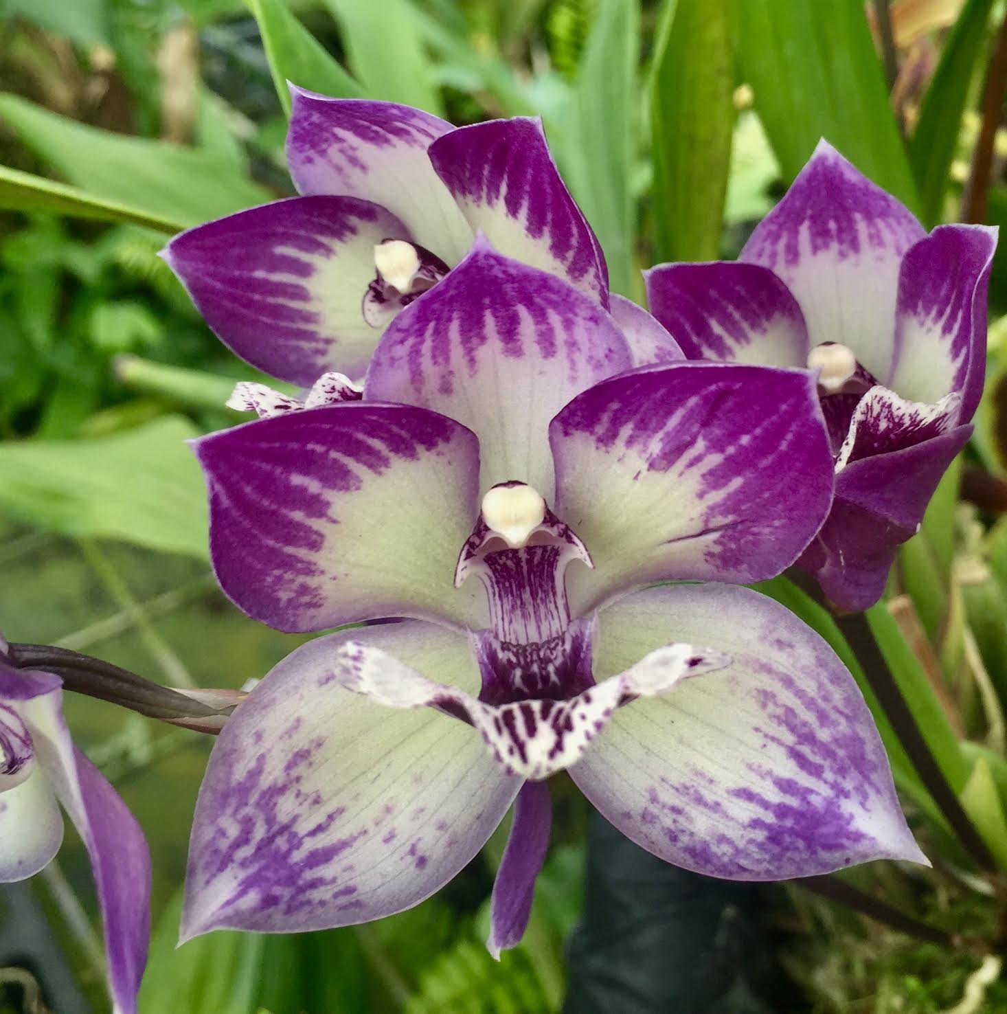 Tst. Melinda Marie 'Blue Saphire' – Kalapana Orchid Farm