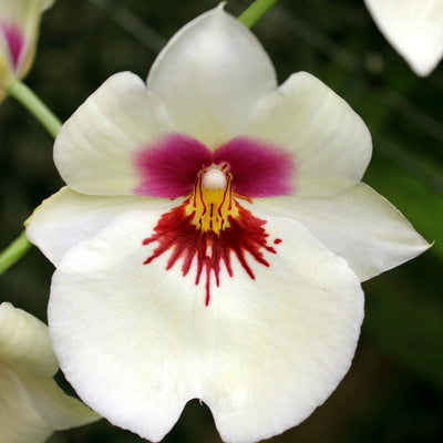 Mps. Ambre's Charm 'Cream Puff'