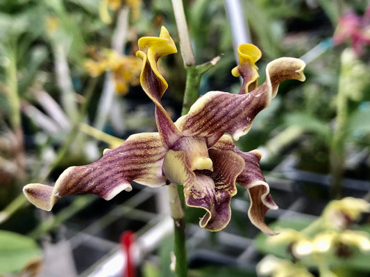 Den.(mirbelianum x helix) x helix