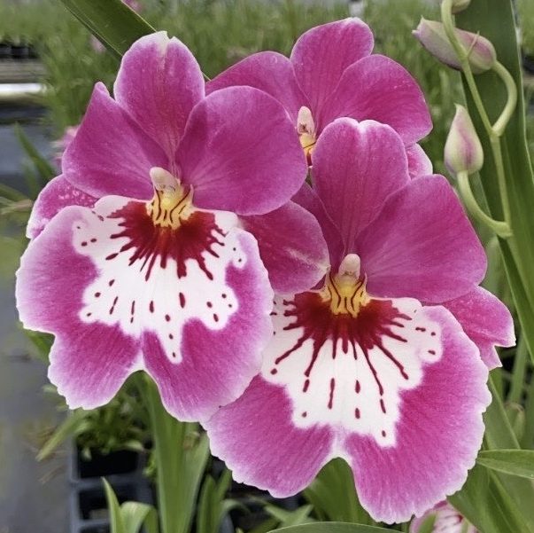 Mps. Keiko Komoda 'Pink'