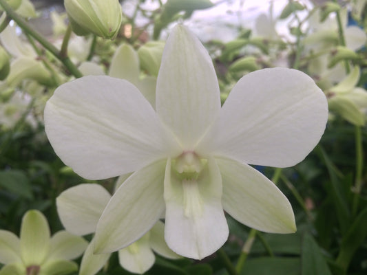 Den. Napporn White with Brown Eco Pot for Retail Orders