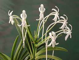 Neof. falcata- Blooming size
