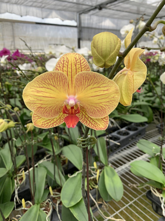 P. Da Shang Golden Beauty