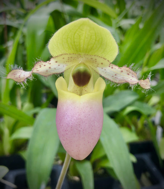 Paph. Nike's Sunny Delight (Paph. Avalon Mist x Paph. Pinocchio), multi florial