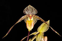 Paph. Gary Romagna- Non Bloom