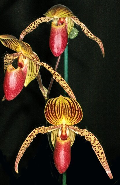 Paph. Vanguard