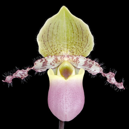 Paph. Caroline Hands-  Non Bloom