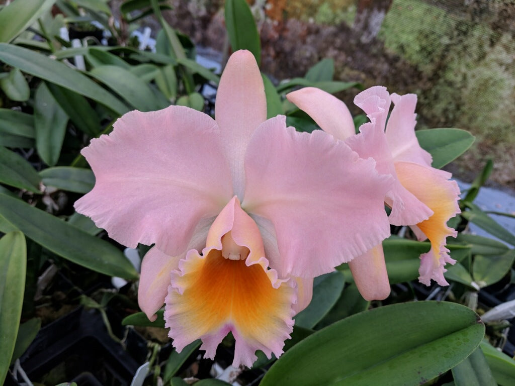Rth Peaches x C. Spring Climax -  Blooming size