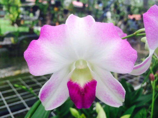 Den. Pink Apple with Pink Eco Pot (Retail Orders)