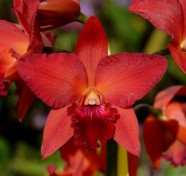 Pot. Star Fire 'Rubens Red' x Lc Spring Fires 'Lynette #3'- Non Bloom