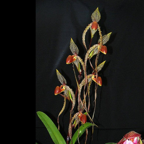 Paph. Prince Edward of York- Non Bloom