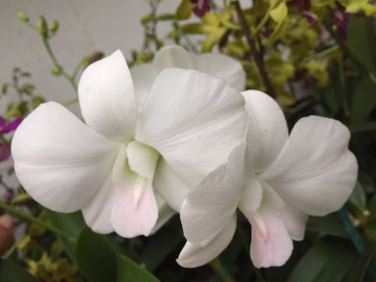 Den. Queen Pink with Green Eco Pot (Retail Orders)