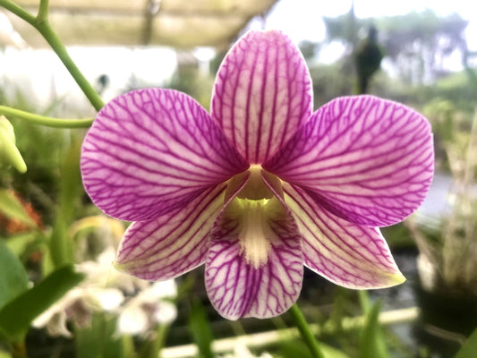 Den. Raspberry Stripes