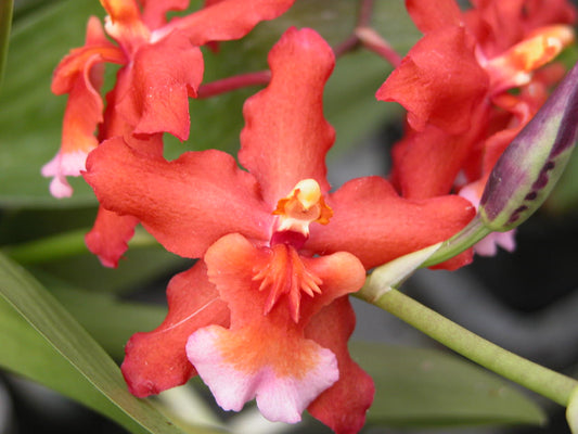 Wils. Red Stars 'Red Rooster'