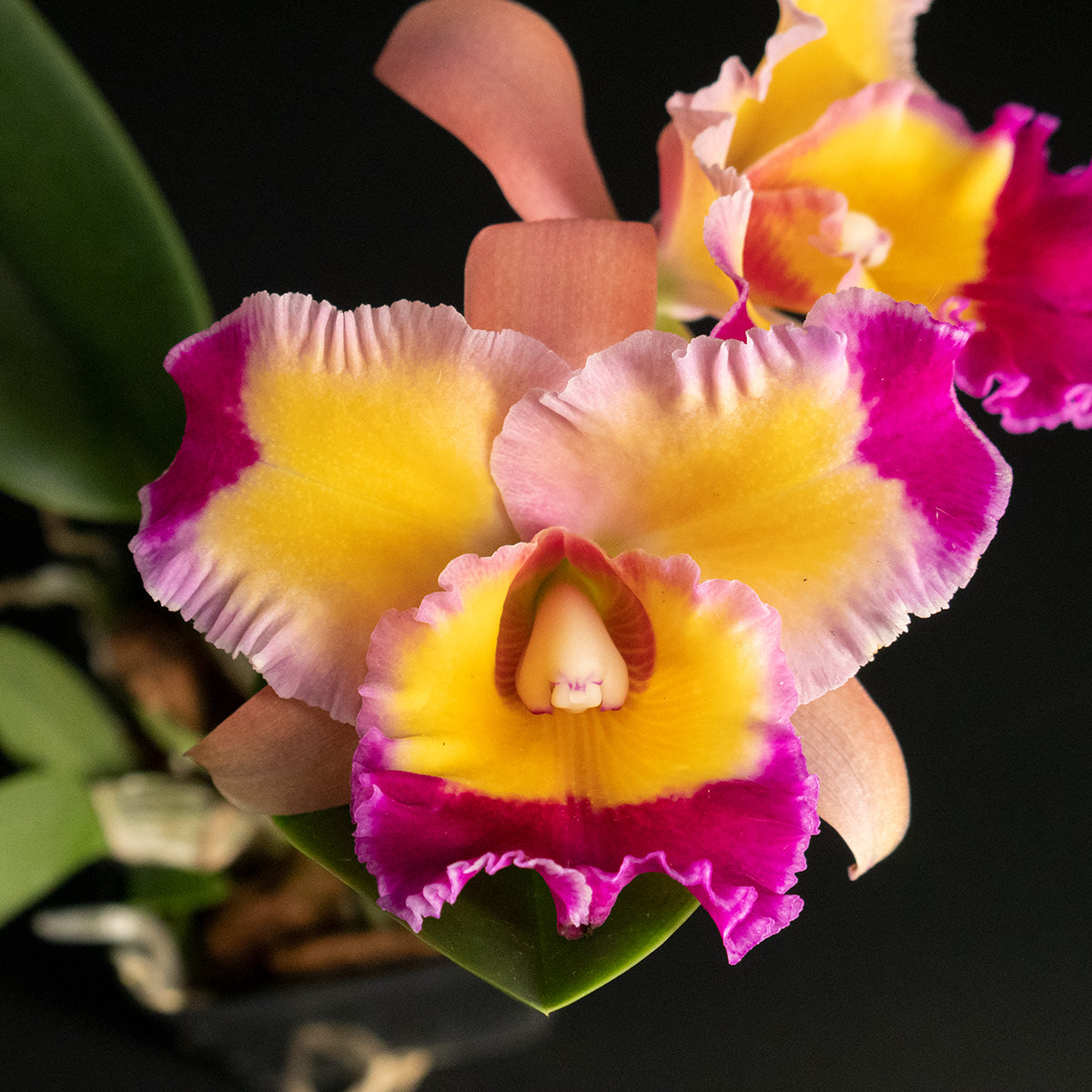 Rhyncholaeliocattleya [Rlc.] Dick Smith 'Paradise' – Kalapana
