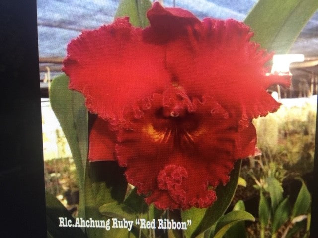 Rlc Ribbon Rlc. Ahchung Ruby 'Red Ribbon'- Blooming Size **SALE – Kalapana Orchid Farm