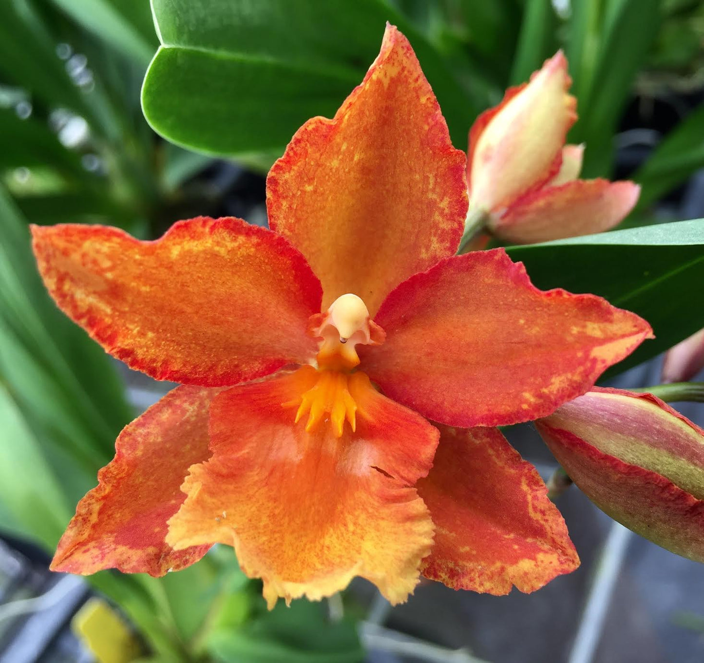 Ons. Romance 'Oro Rojo'- Blooming Size