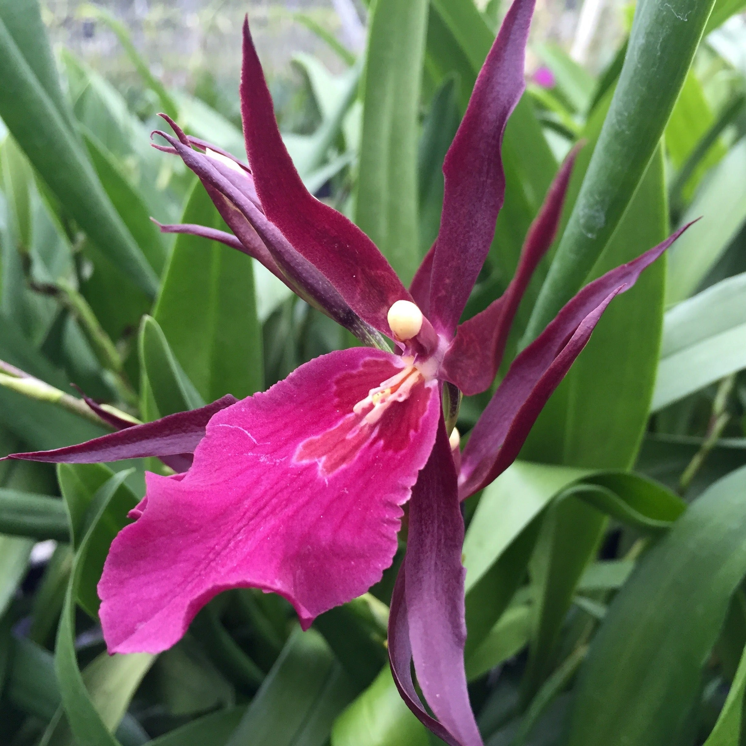 Mtssa. Royal Robe – Kalapana Orchid Farm