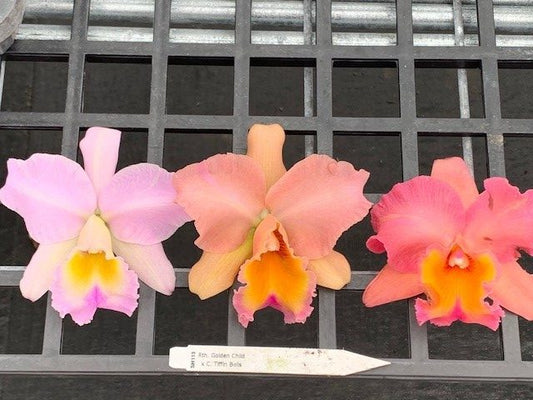 Rth. Golden Child x C. Tiffin Bells- Blooming Size