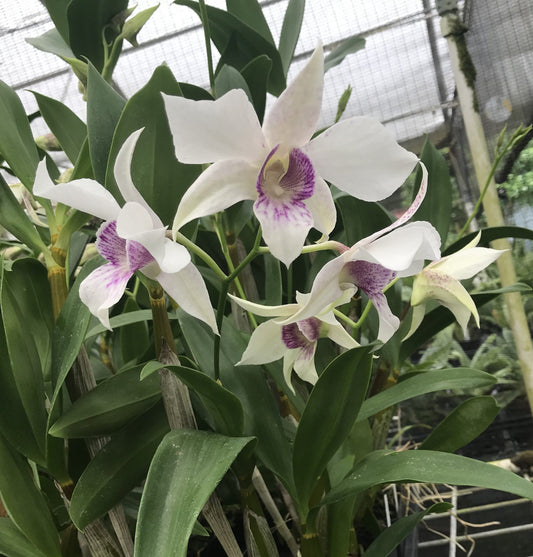 Den. Silver King- Blooming Size