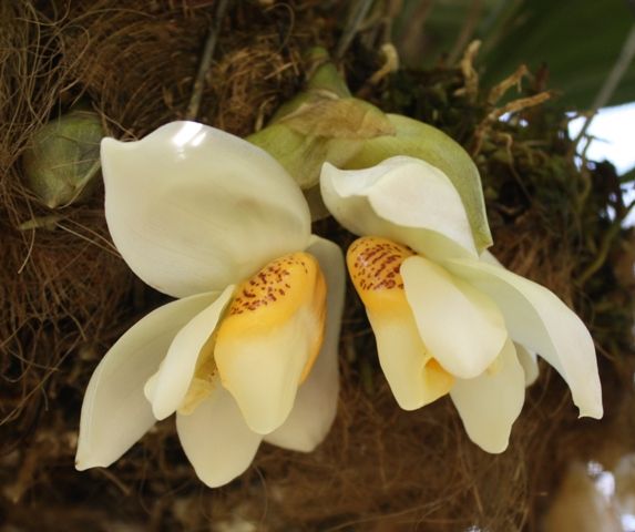 Stan . oculata x ecornuta- Non Bloom