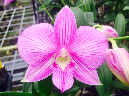 Den.Tanaida Pink with Pink Eco Pot (Retail Orders)