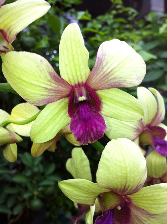 Den. Thongchai Gold ''Virog' with Green Ecopot (Retail Only)